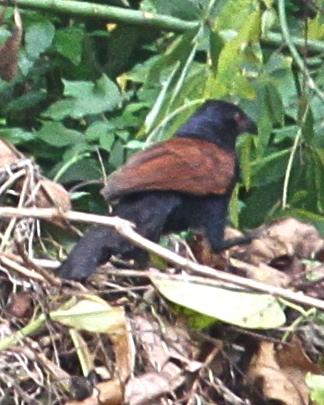 Greater Coucal Photo by Knut Hansen