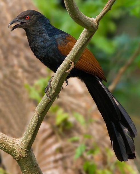 Greater Coucal Photo by Mike Barth