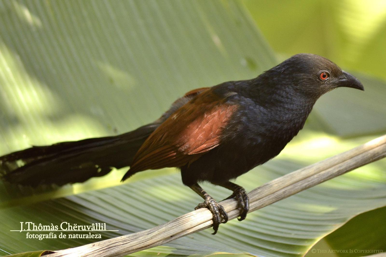 Greater Coucal Photo by Jinu Thomas 