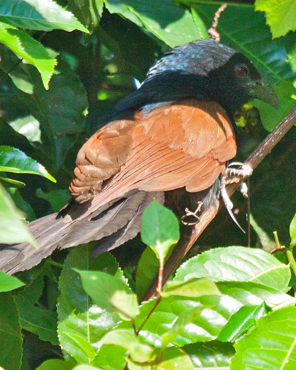 Madagascar Coucal Photo by Sue Wright