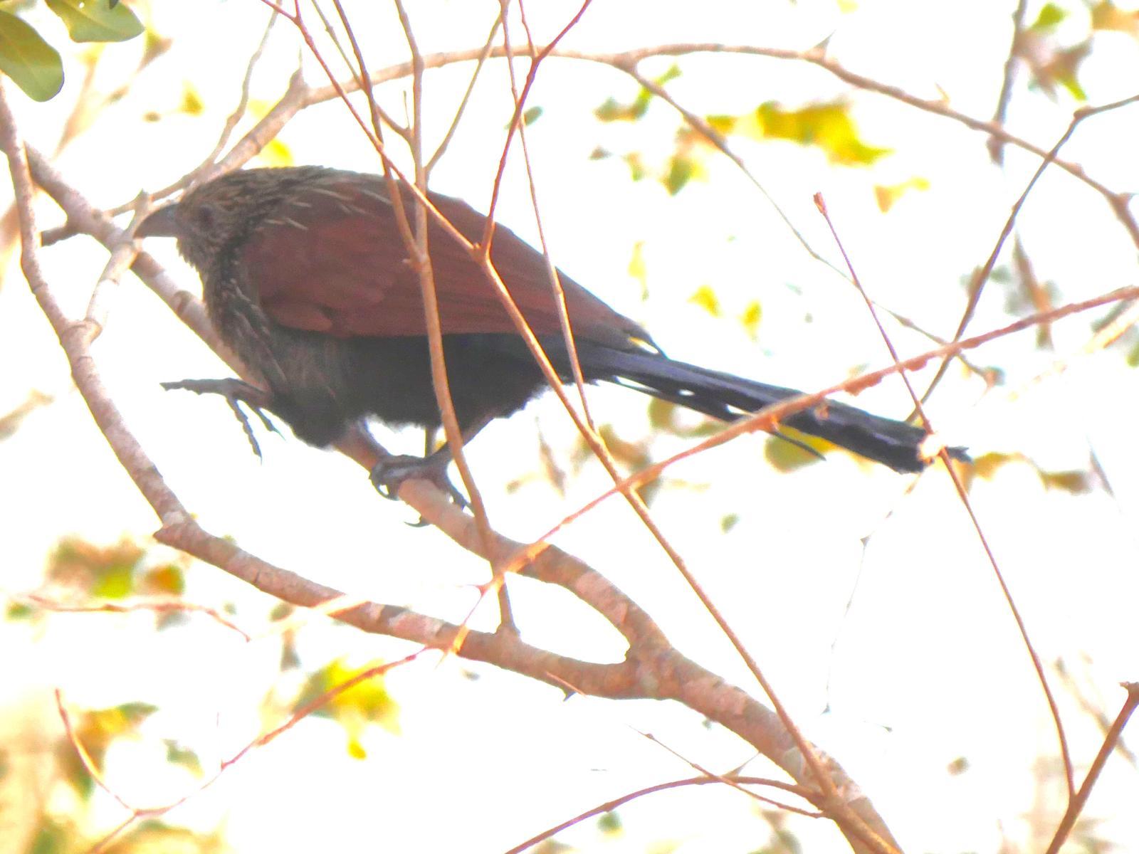 Madagascar Coucal Photo by Peter Lowe
