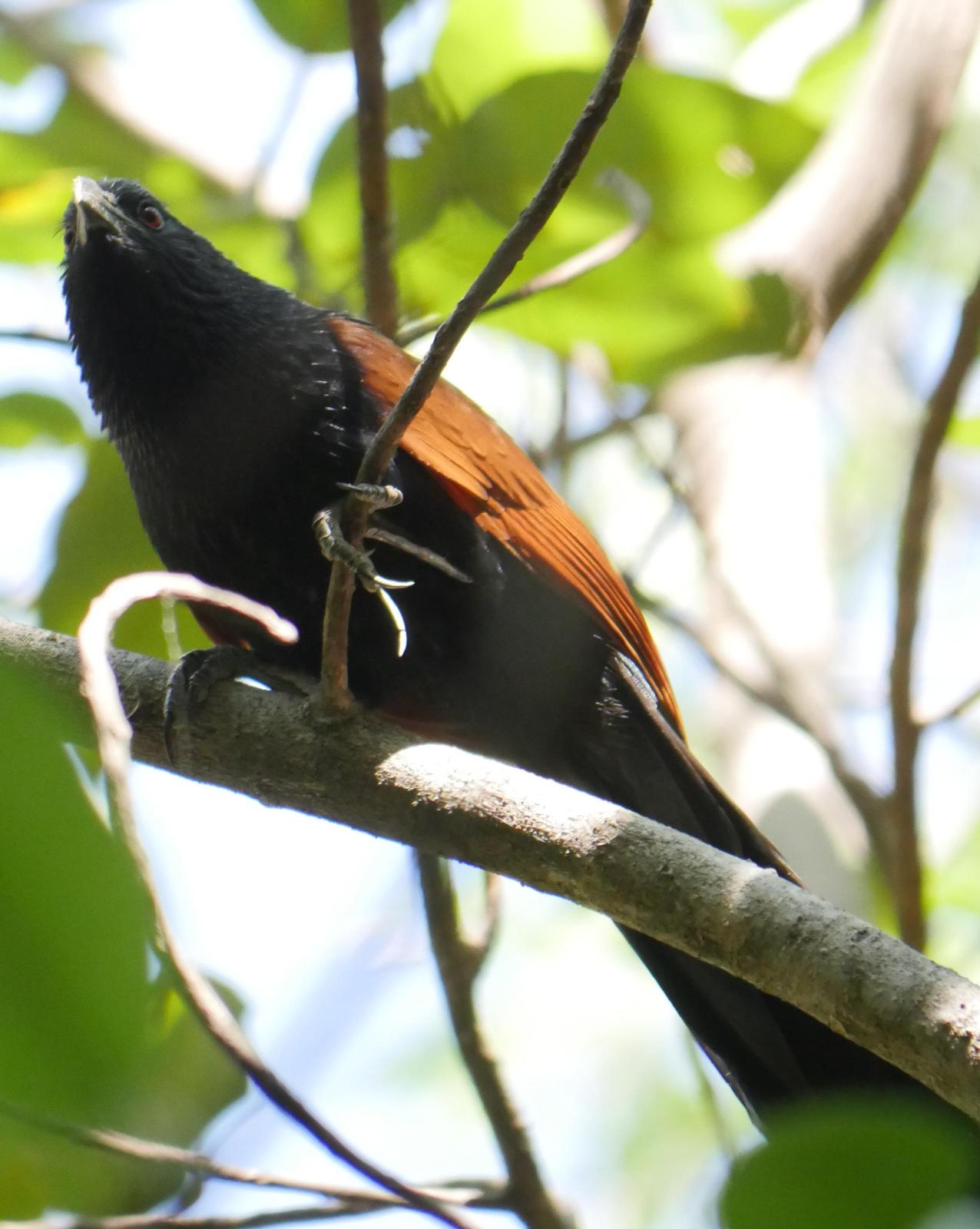 Madagascar Coucal Photo by Peter Lowe