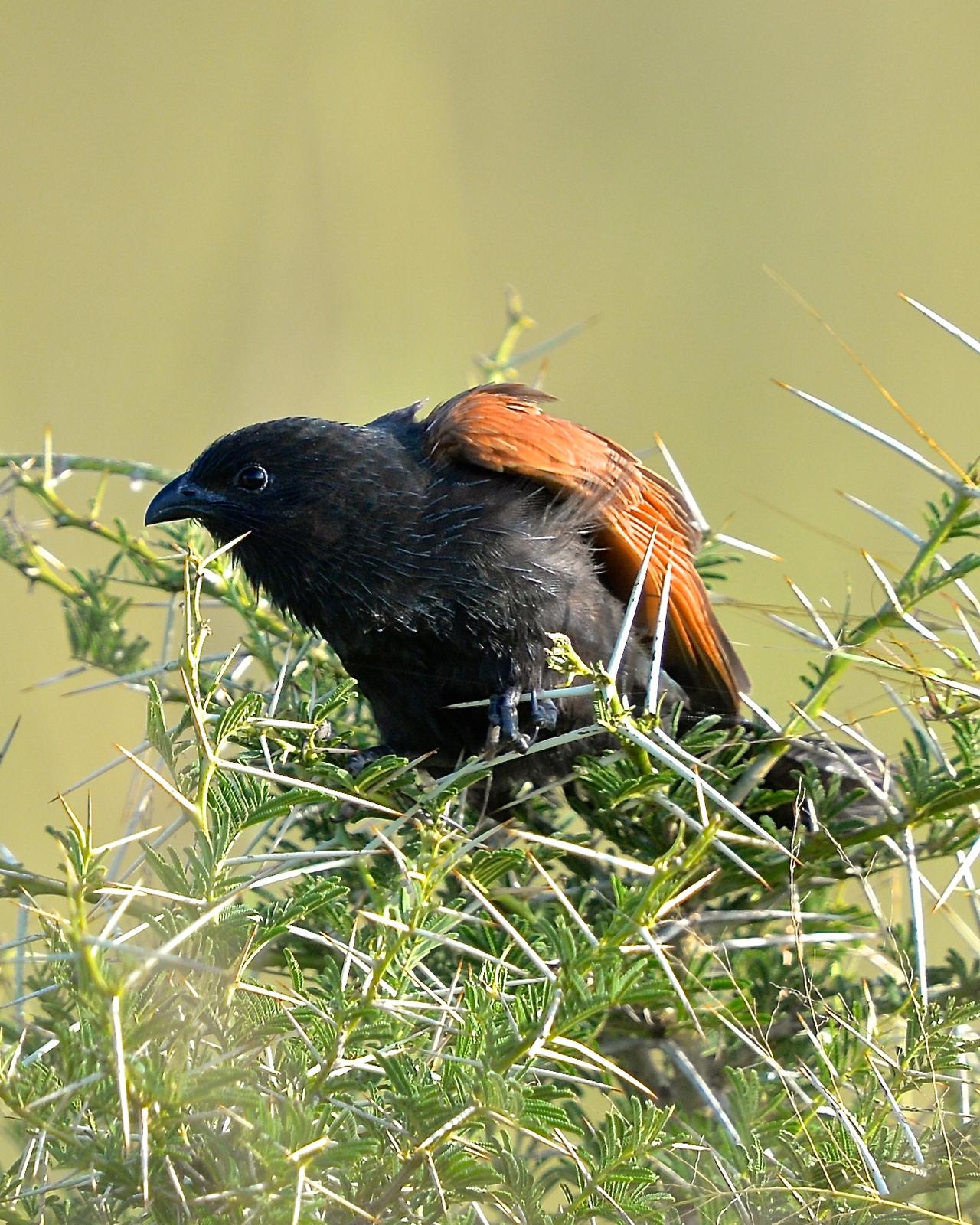 Black Coucal Photo by Gerald Friesen