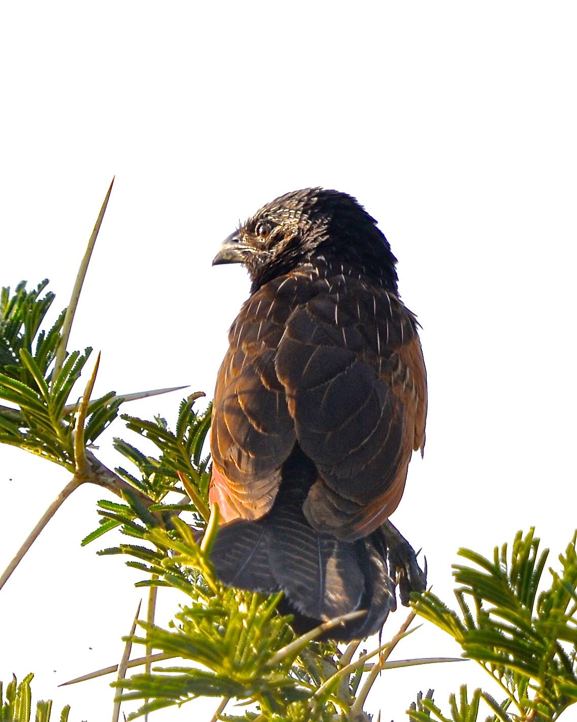 Black Coucal Photo by Gerald Friesen