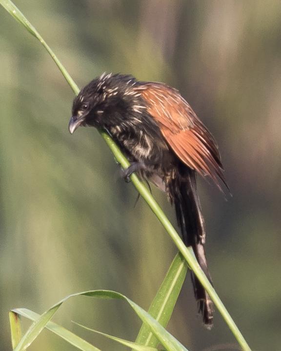 Lesser Coucal Photo by Robert Lewis