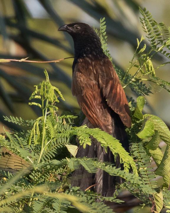 Lesser Coucal Photo by Robert Lewis