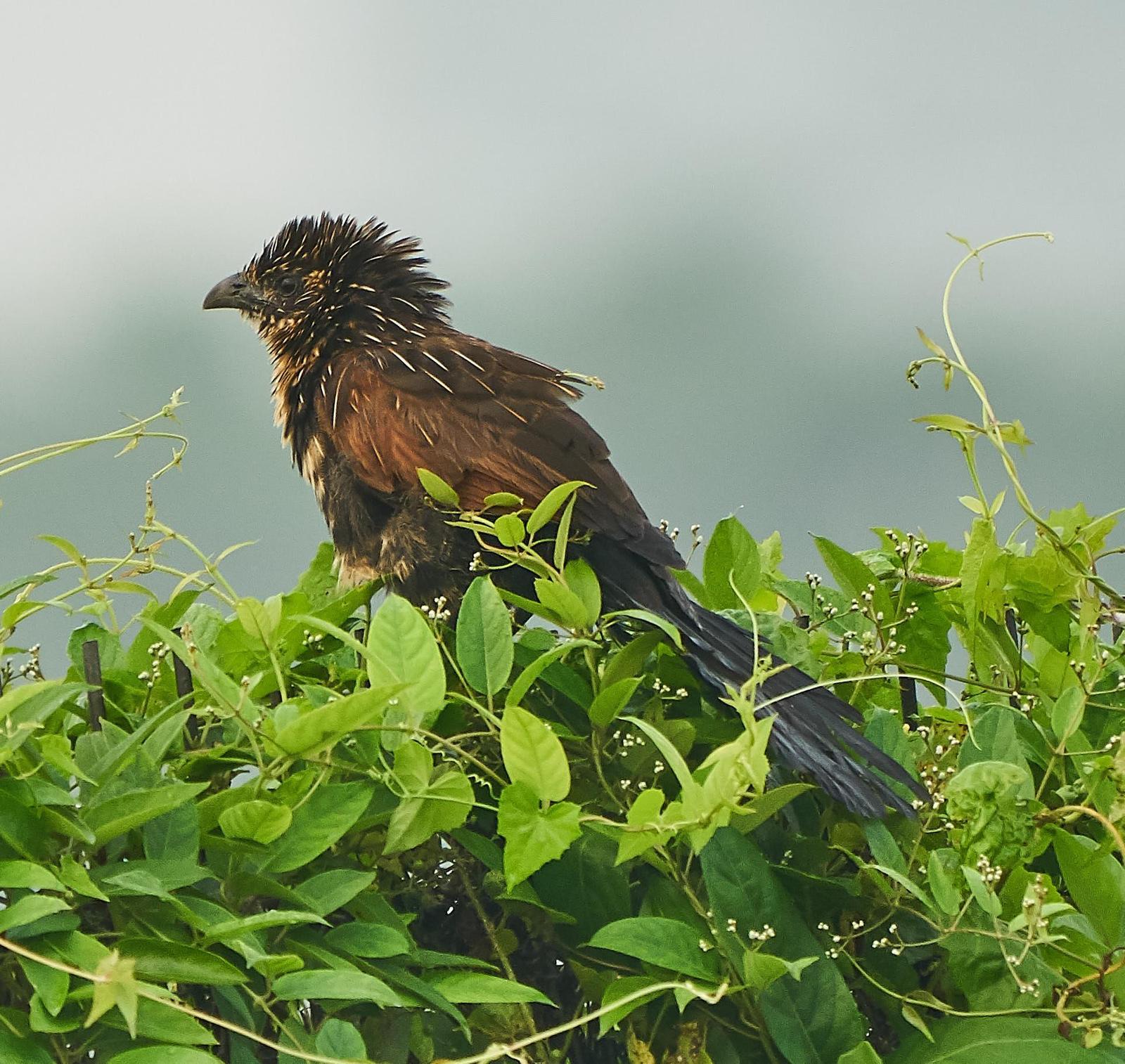 Lesser Coucal Photo by Steven Cheong