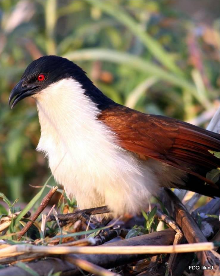 Coppery-tailed Coucal Photo by Frank Gilliland