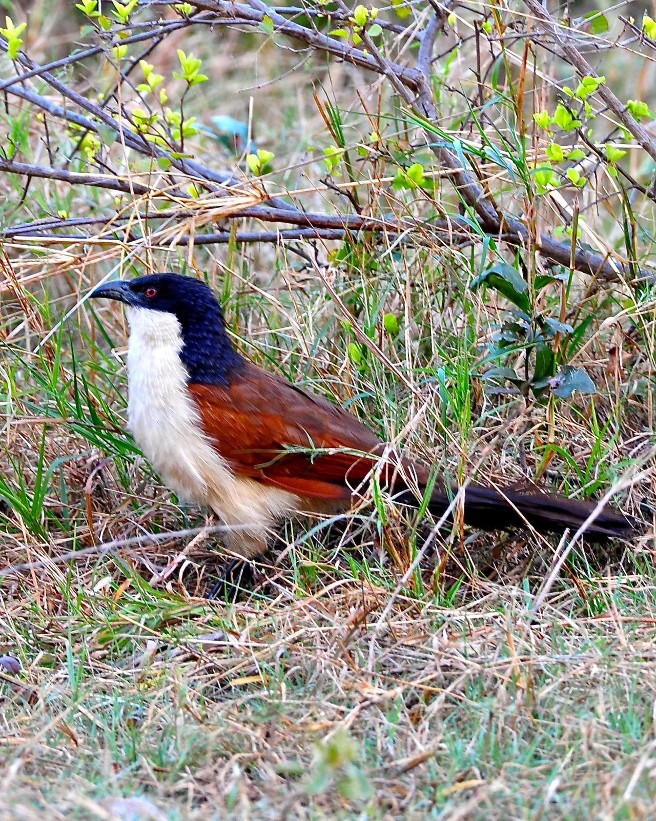 Coppery-tailed Coucal Photo by Gerald Friesen