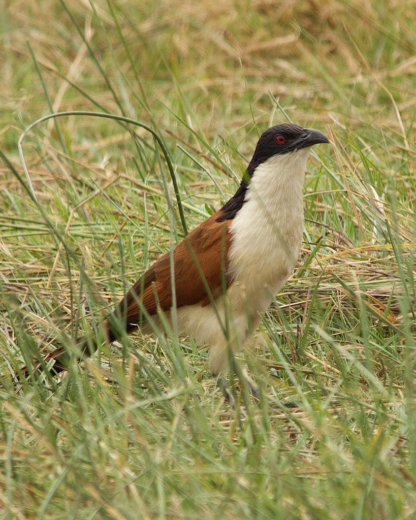 Coppery-tailed Coucal Photo by Denis Rivard