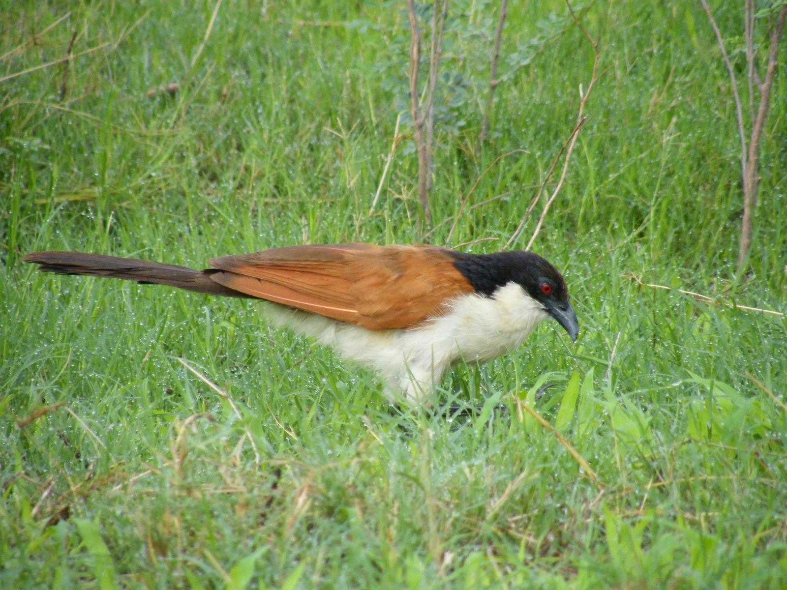 Coppery-tailed Coucal Photo by Jeff Harding