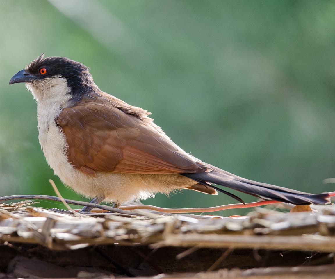 Senegal Coucal Photo by Rob Garner