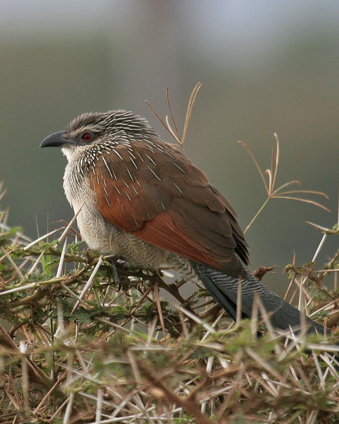 White-browed Coucal Photo by Arlene Ripley