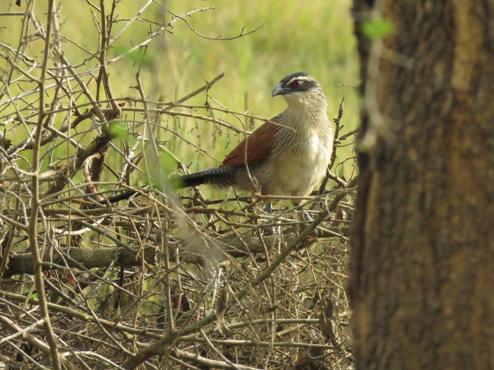 White-browed Coucal Photo by Cyndee Pelt