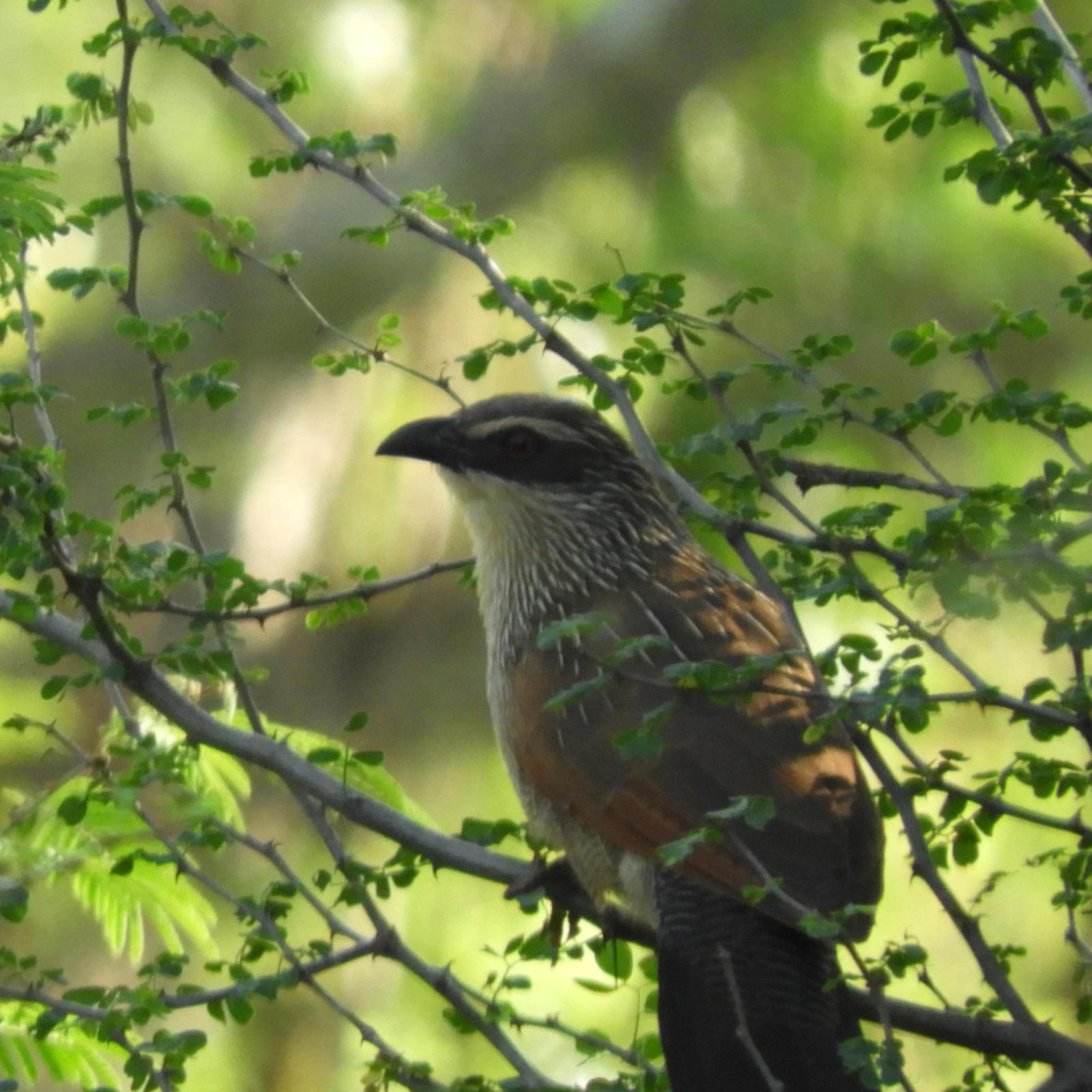 White-browed Coucal Photo by Timothy Ijala