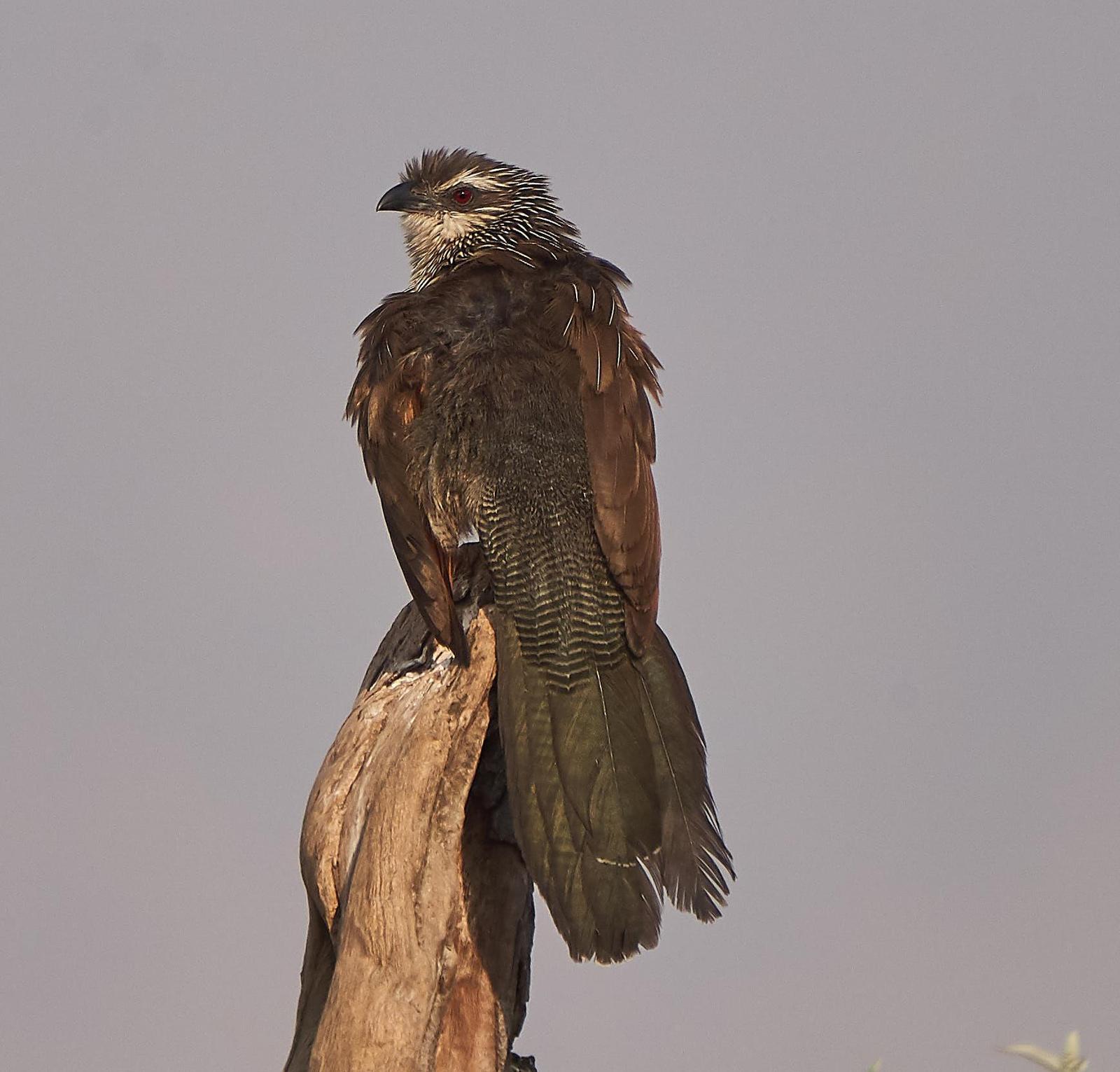 White-browed Coucal Photo by Steven Cheong