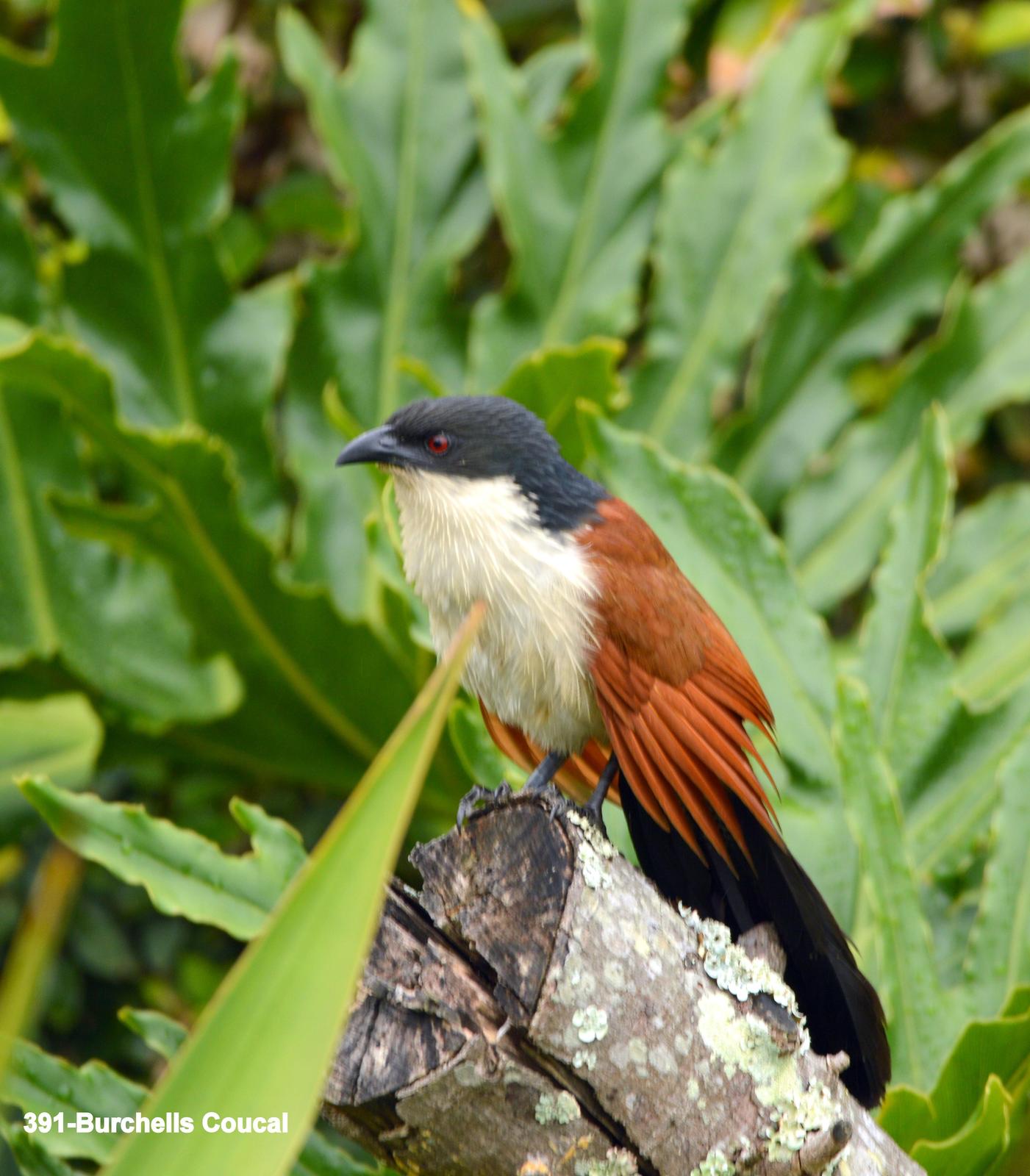 White-browed Coucal Photo by Richard  Lowe