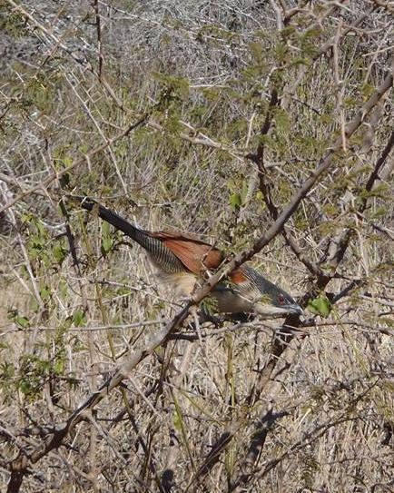 White-browed Coucal Photo by Jenna McDermott