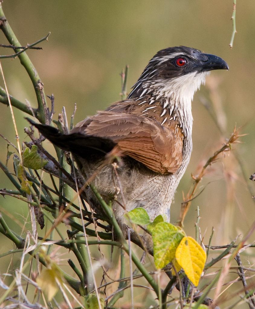 White-browed Coucal Photo by Carol Foil