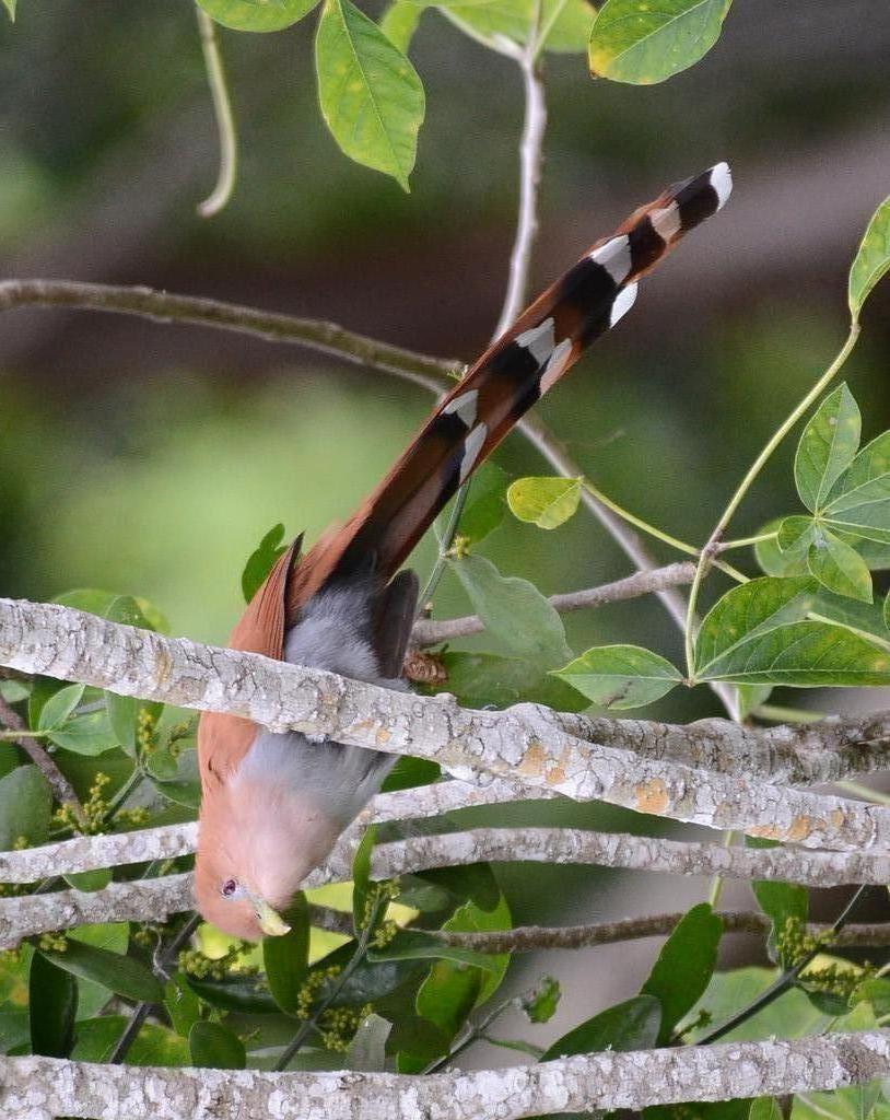 Squirrel Cuckoo Photo by Donald Loarie