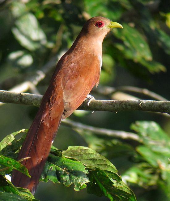 Squirrel Cuckoo (Amazonian) Photo by Andre  Moncrieff