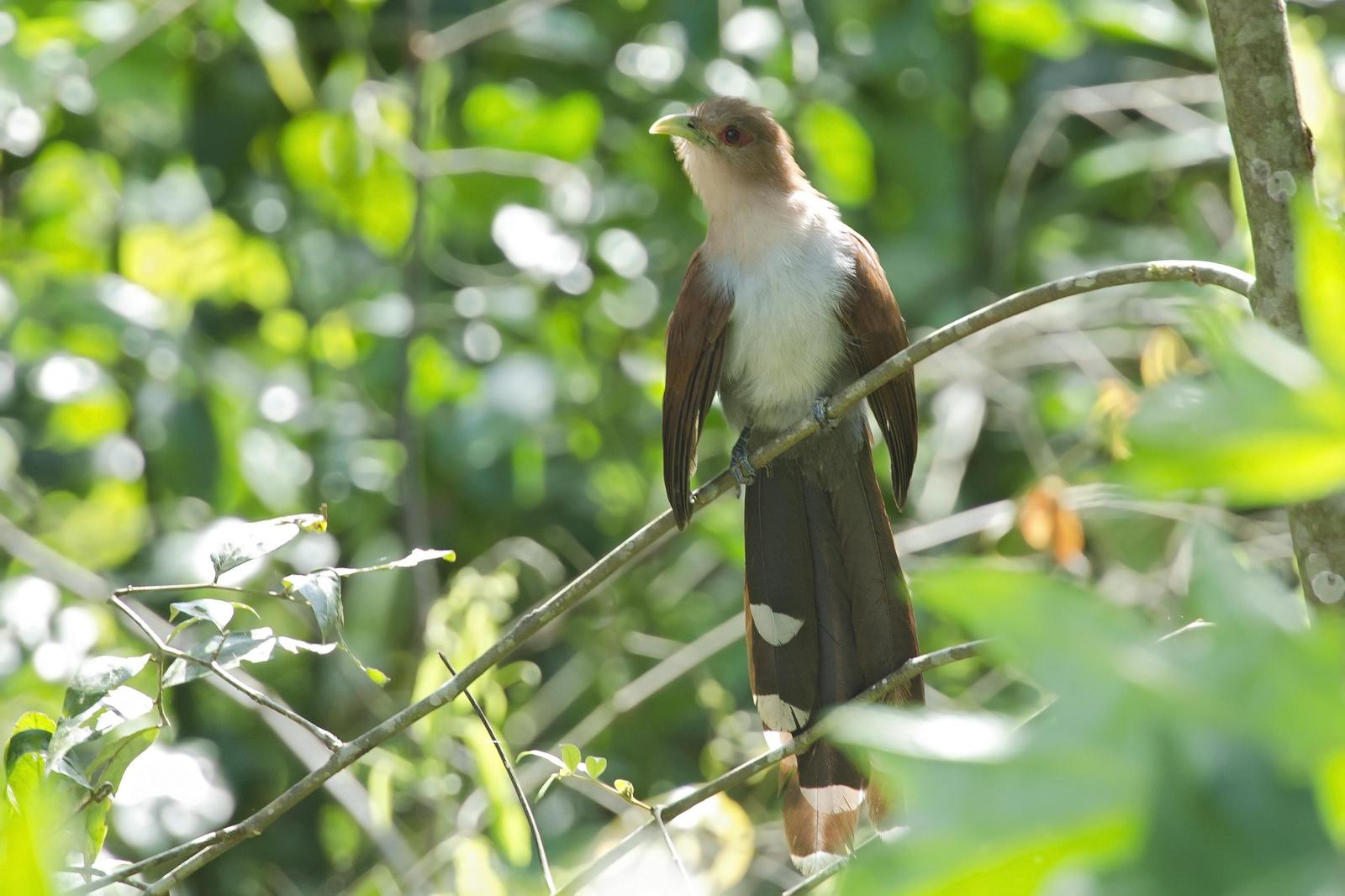 Squirrel Cuckoo (Amazonian) Photo by Debra Herst
