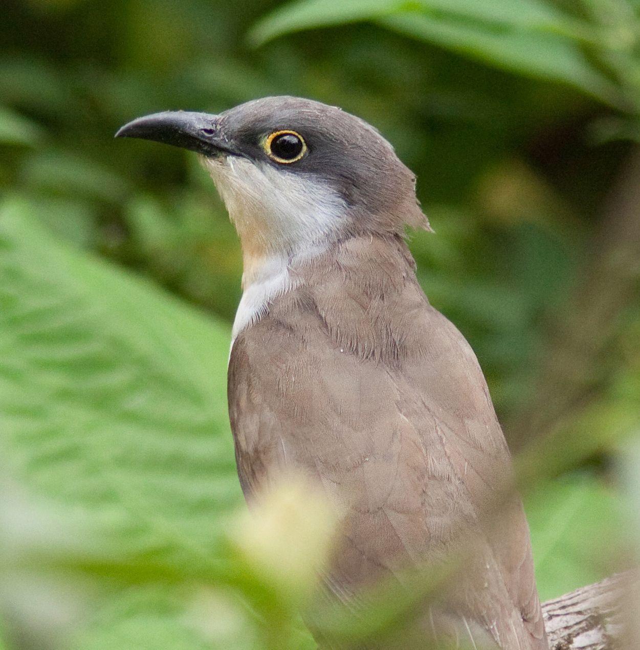 Dark-billed Cuckoo Photo by Michi Dvorak
