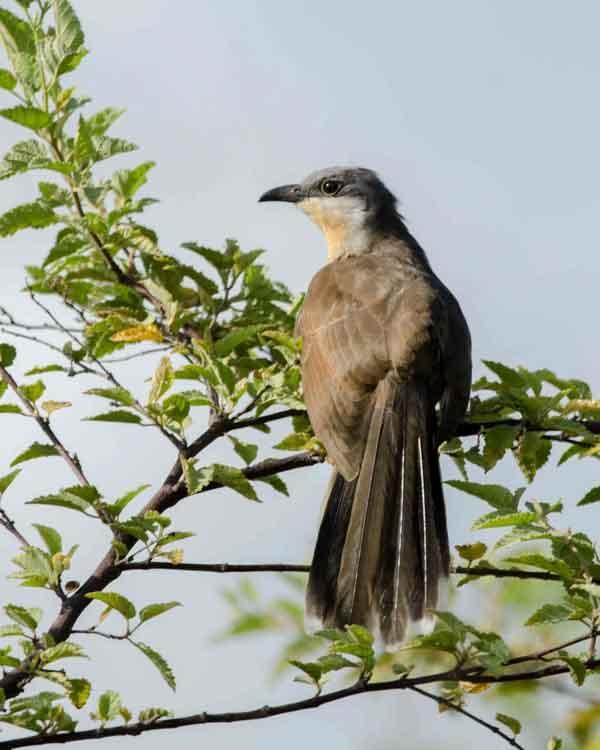 Dark-billed Cuckoo Photo by Bob Hasenick