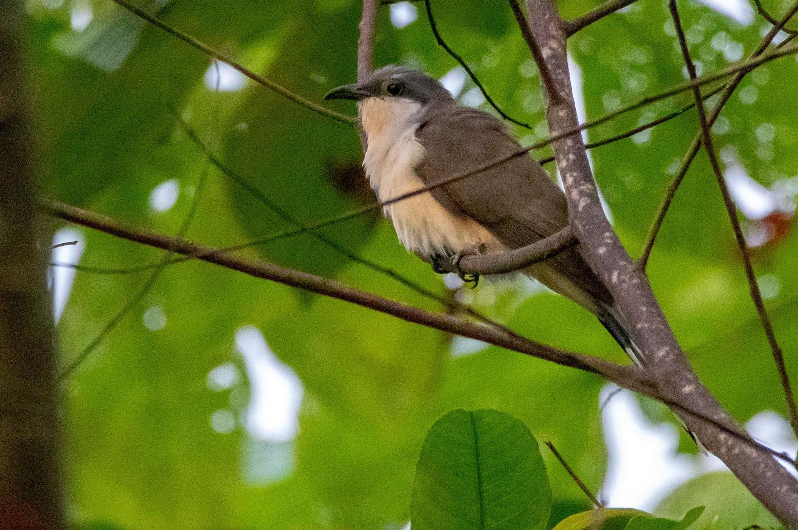 Dark-billed Cuckoo Photo by Phil Kahler
