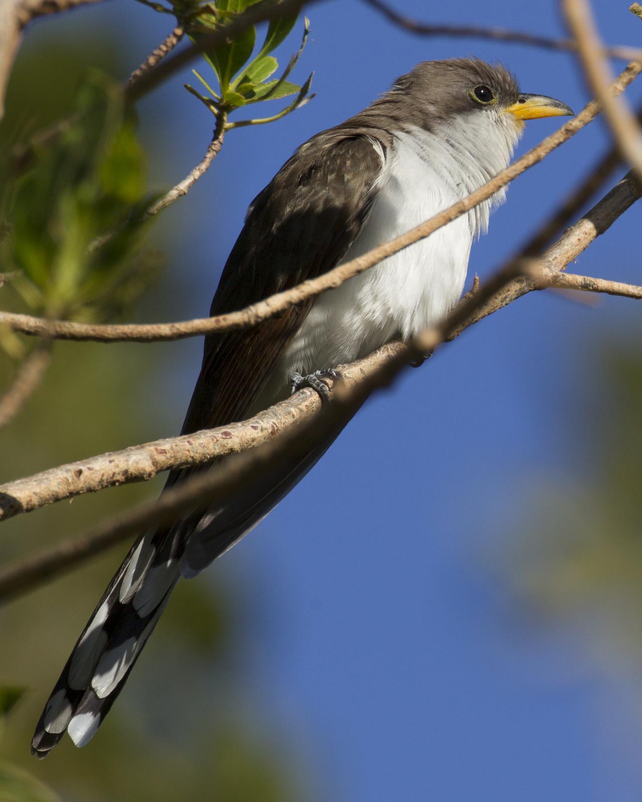 Yellow-billed Cuckoo Photo by Jeff Moore