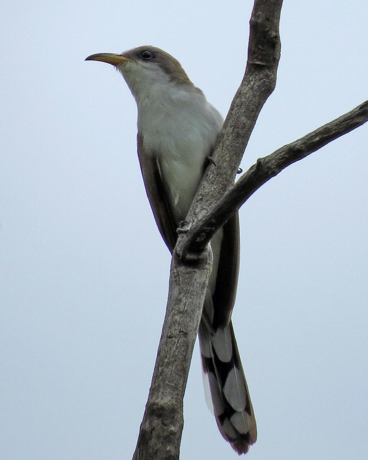 Yellow-billed Cuckoo Photo by Kelly Preheim