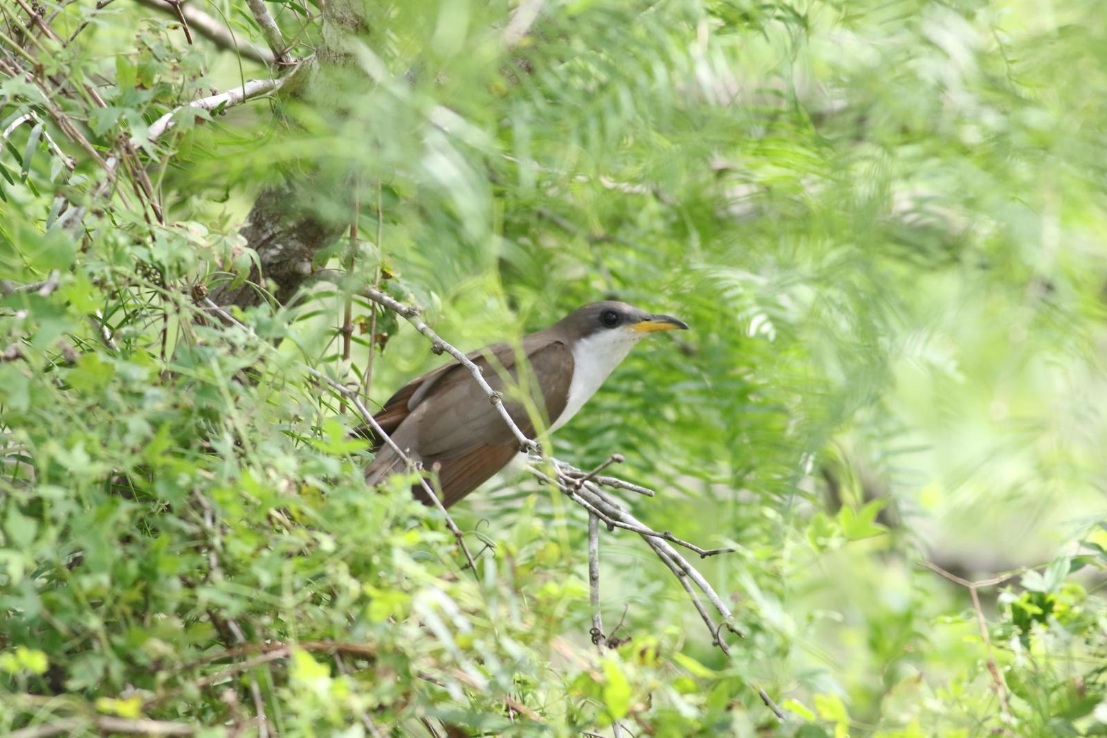 Yellow-billed Cuckoo Photo by Tom Ford-Hutchinson