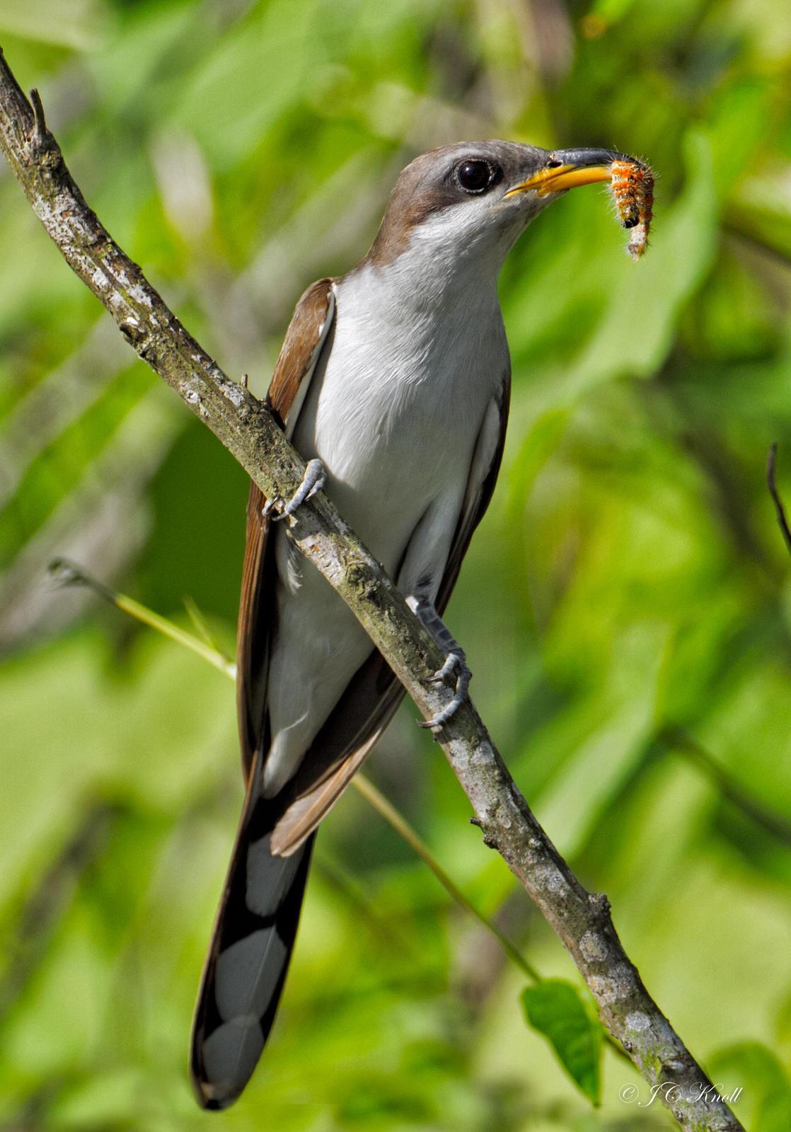 Yellow-billed Cuckoo Photo by JC Knoll