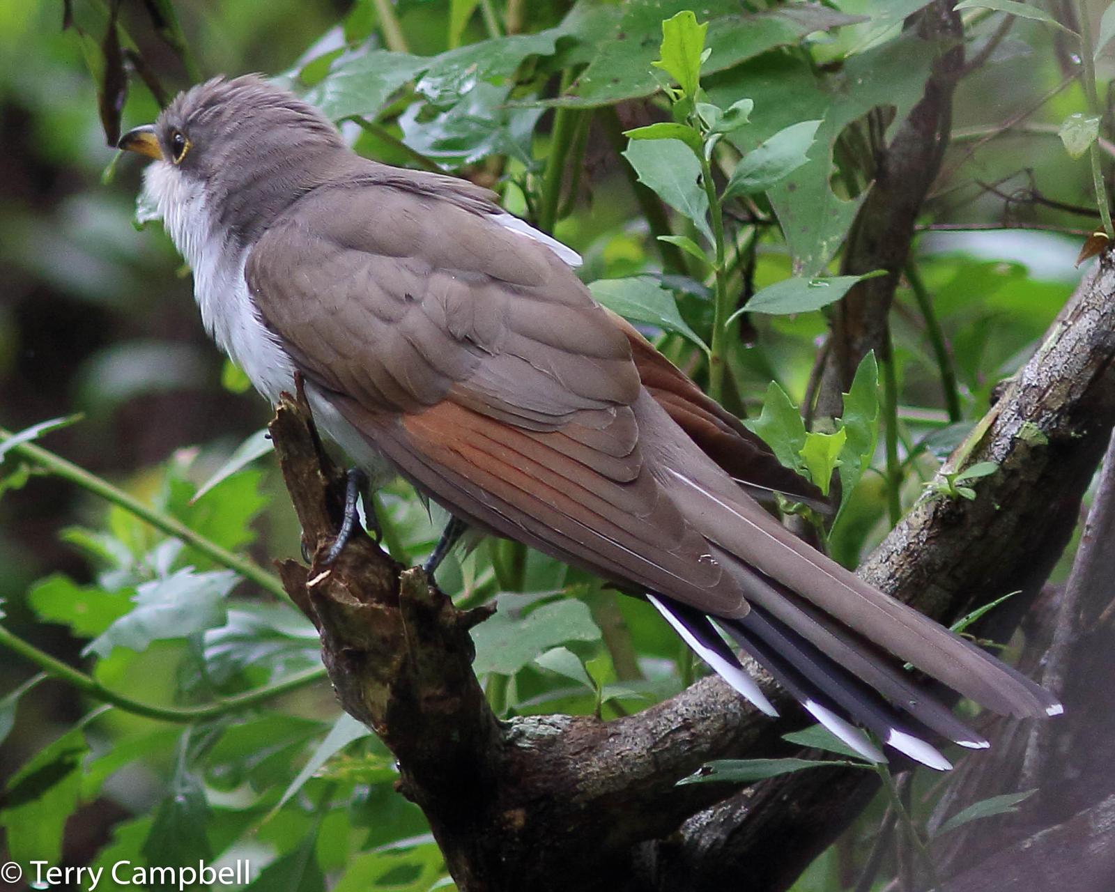 Yellow-billed Cuckoo Photo by Terry Campbell