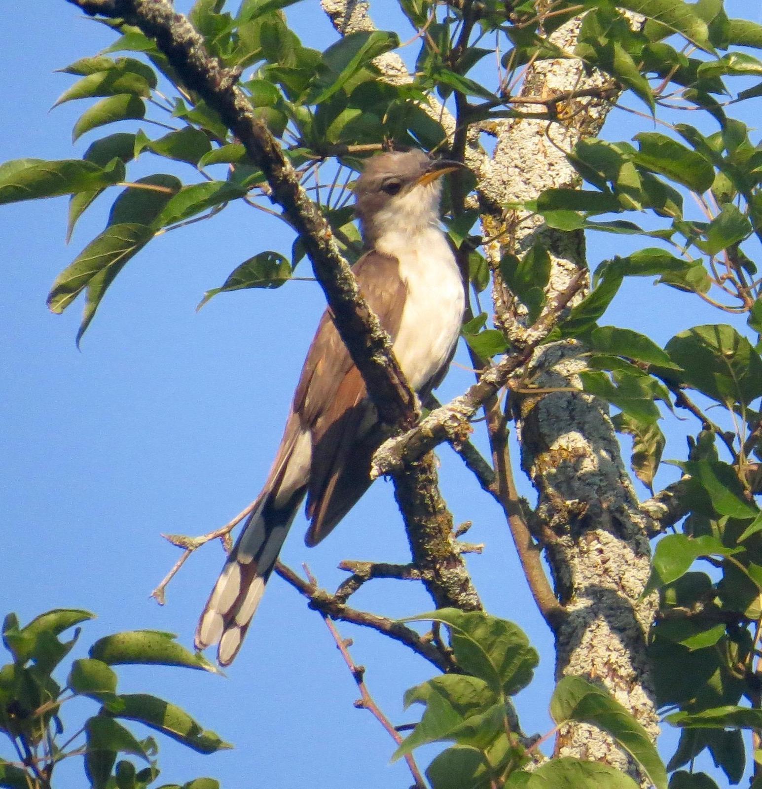 Yellow-billed Cuckoo Photo by Don Glasco