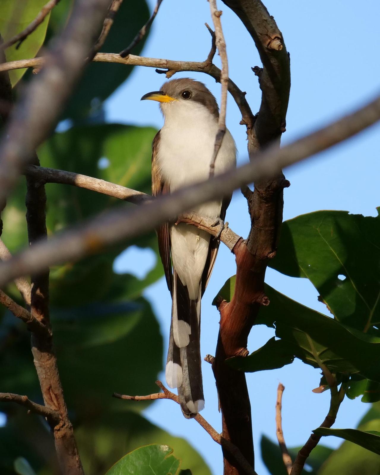 Yellow-billed Cuckoo Photo by Steve Percival