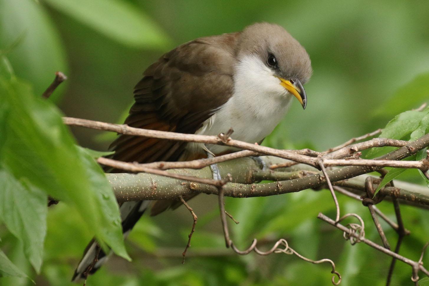Yellow-billed Cuckoo Photo by Kristy Baker
