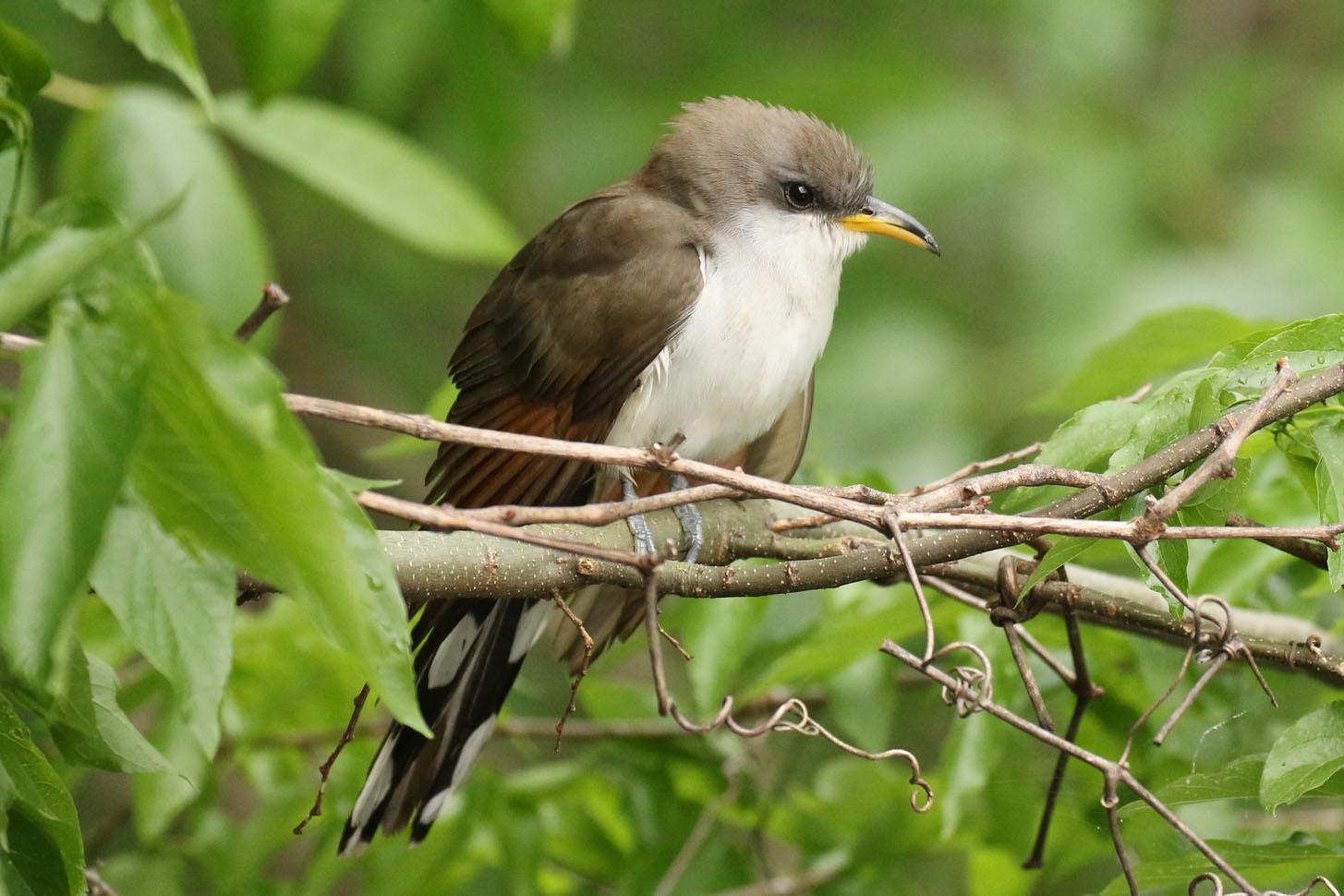Yellow-billed Cuckoo Photo by Kristy Baker