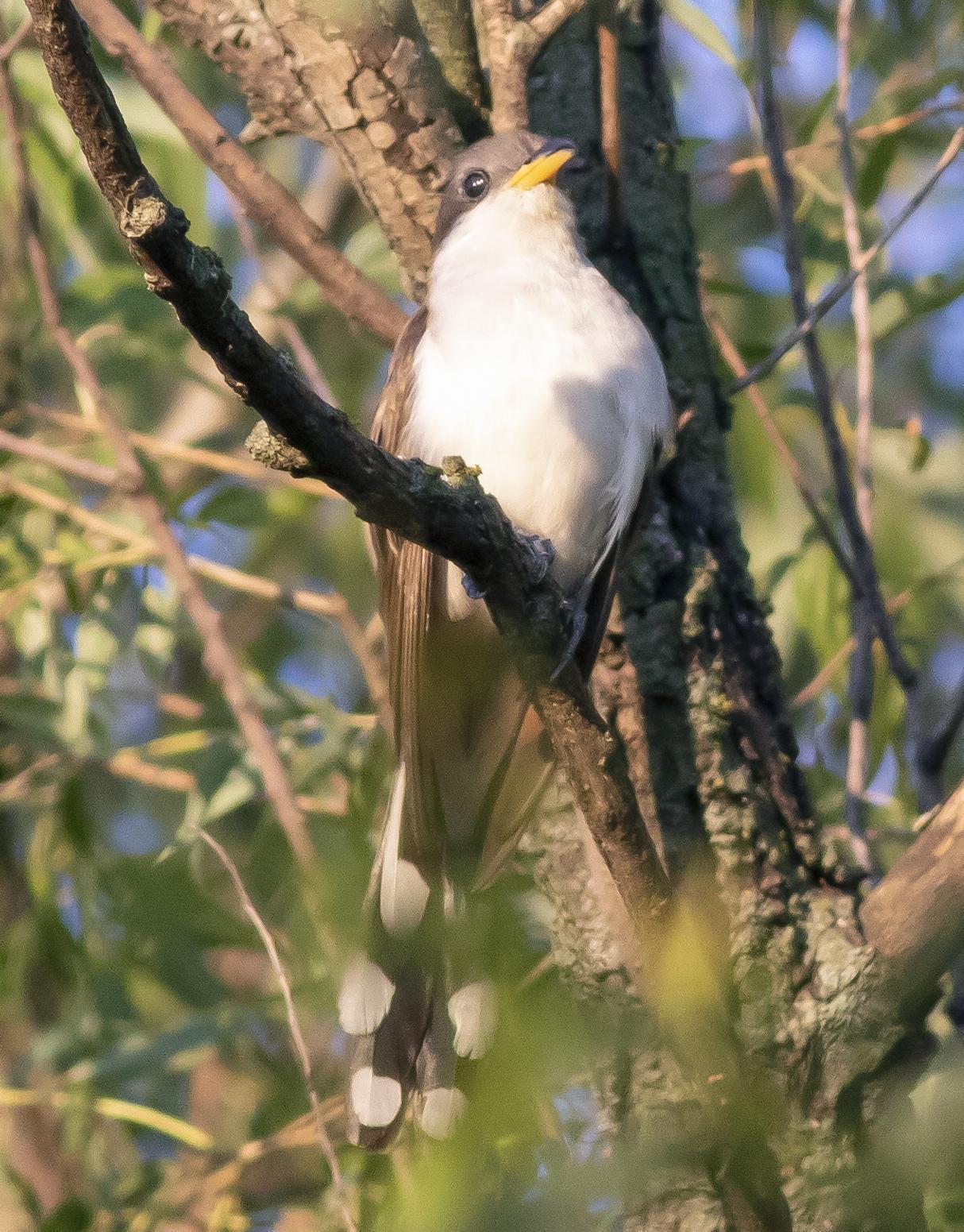 Yellow-billed Cuckoo Photo by Tom Gannon