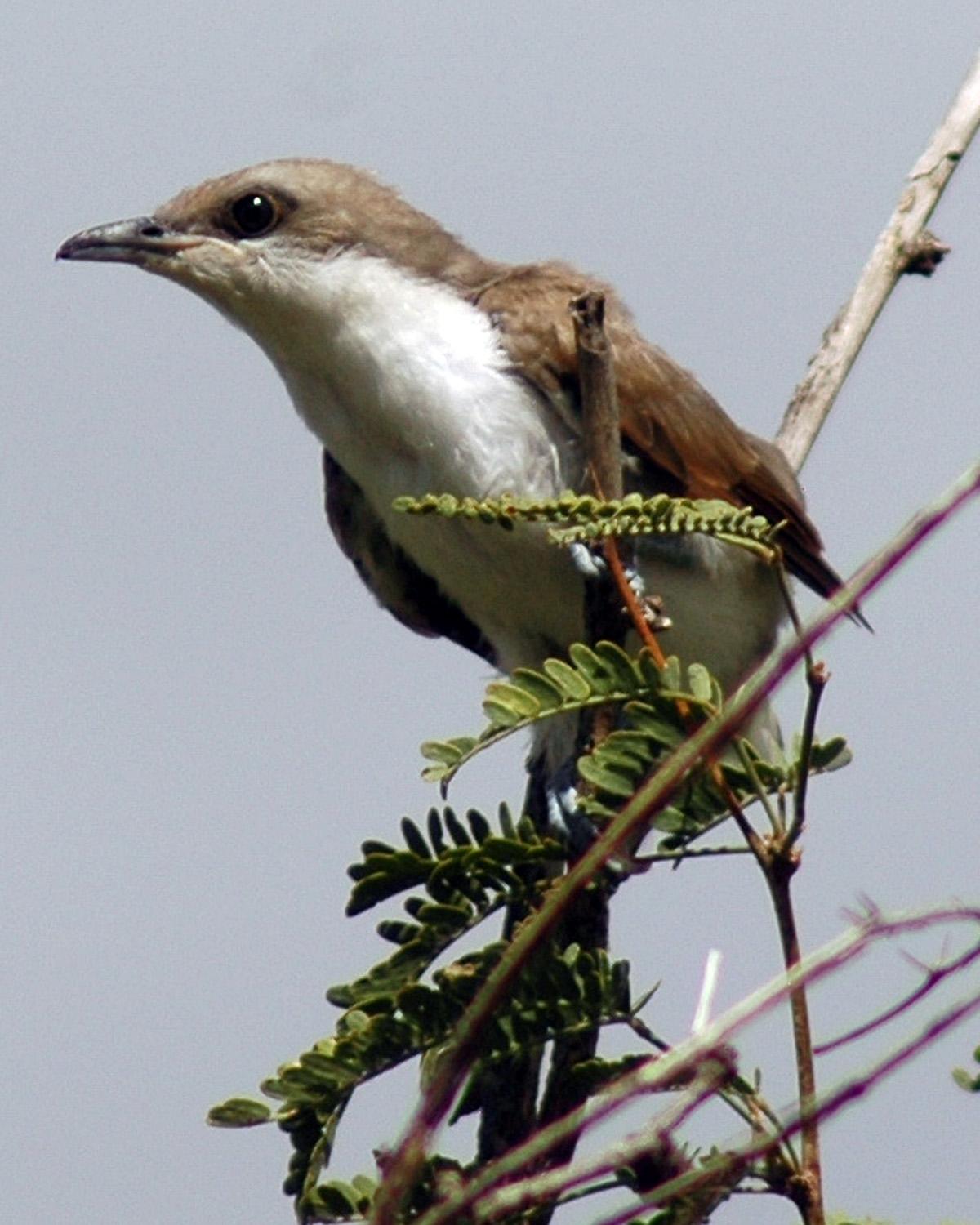 Yellow-billed Cuckoo Photo by Magill Weber