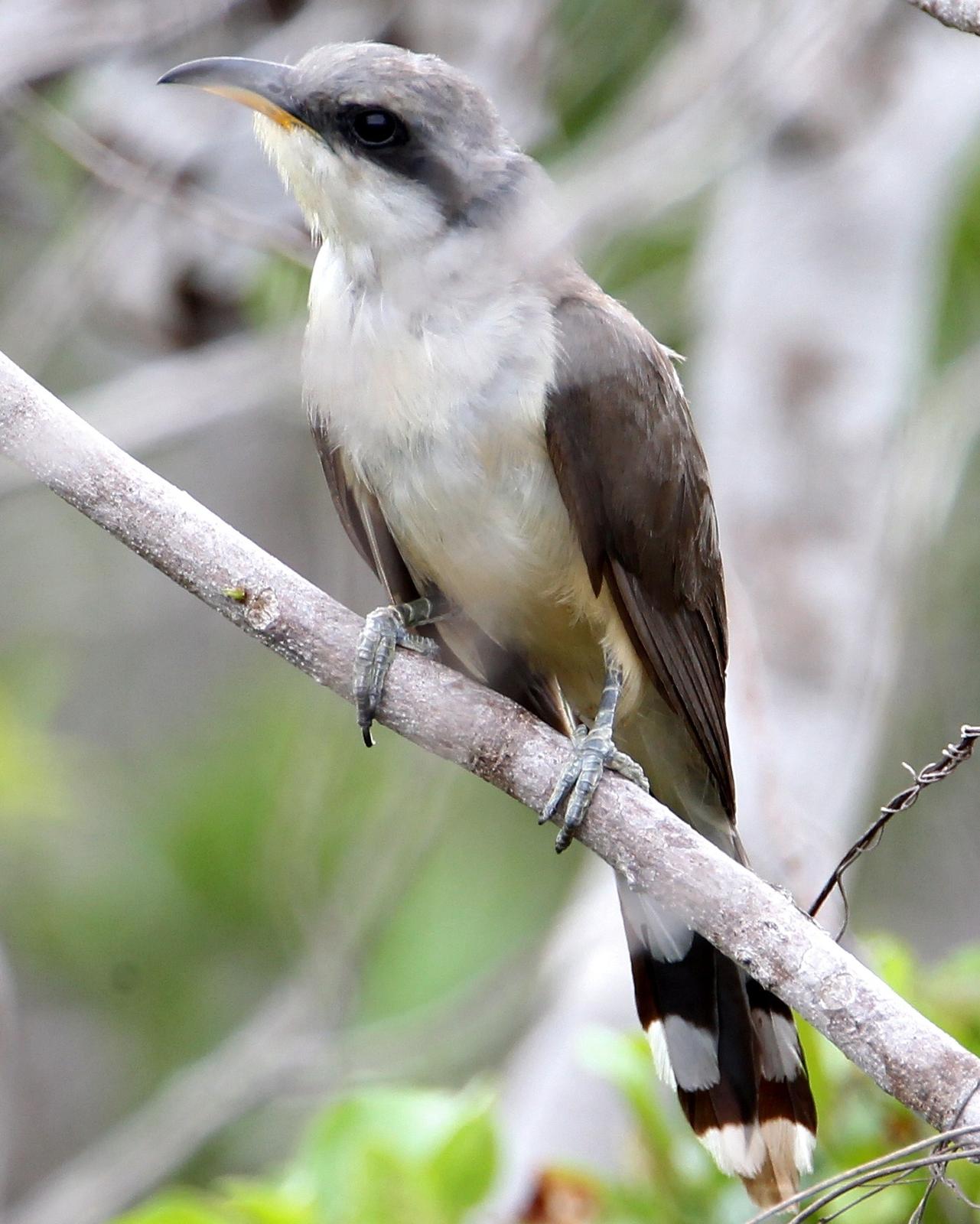 Mangrove Cuckoo Photo by Monte Taylor
