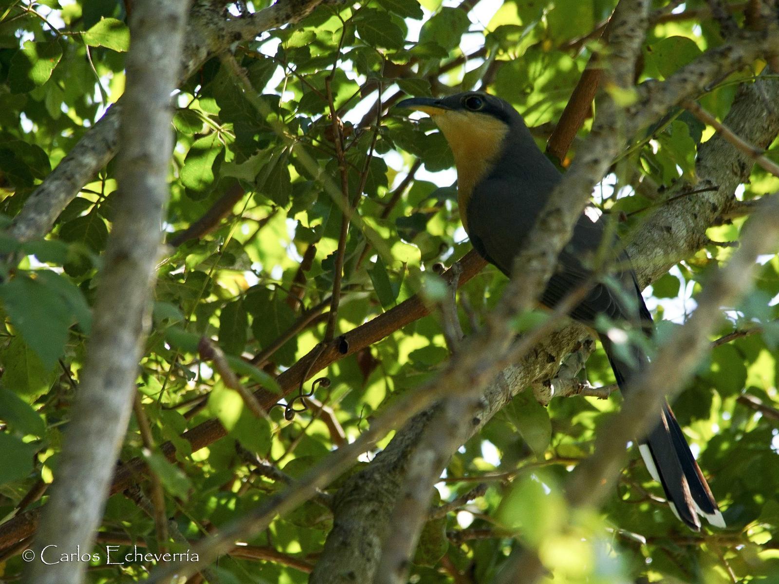 Mangrove Cuckoo Photo by Carlos Echeverría