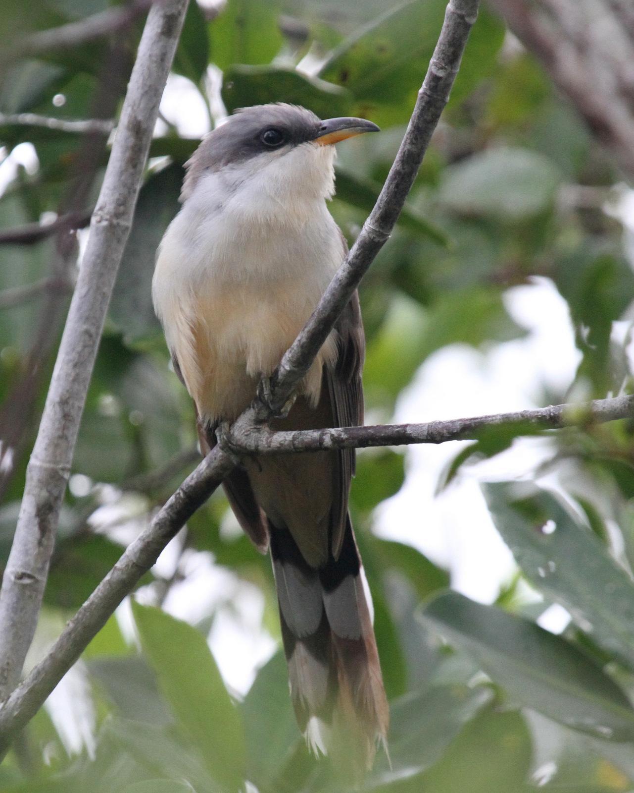 Mangrove Cuckoo Photo by Matthew Grube