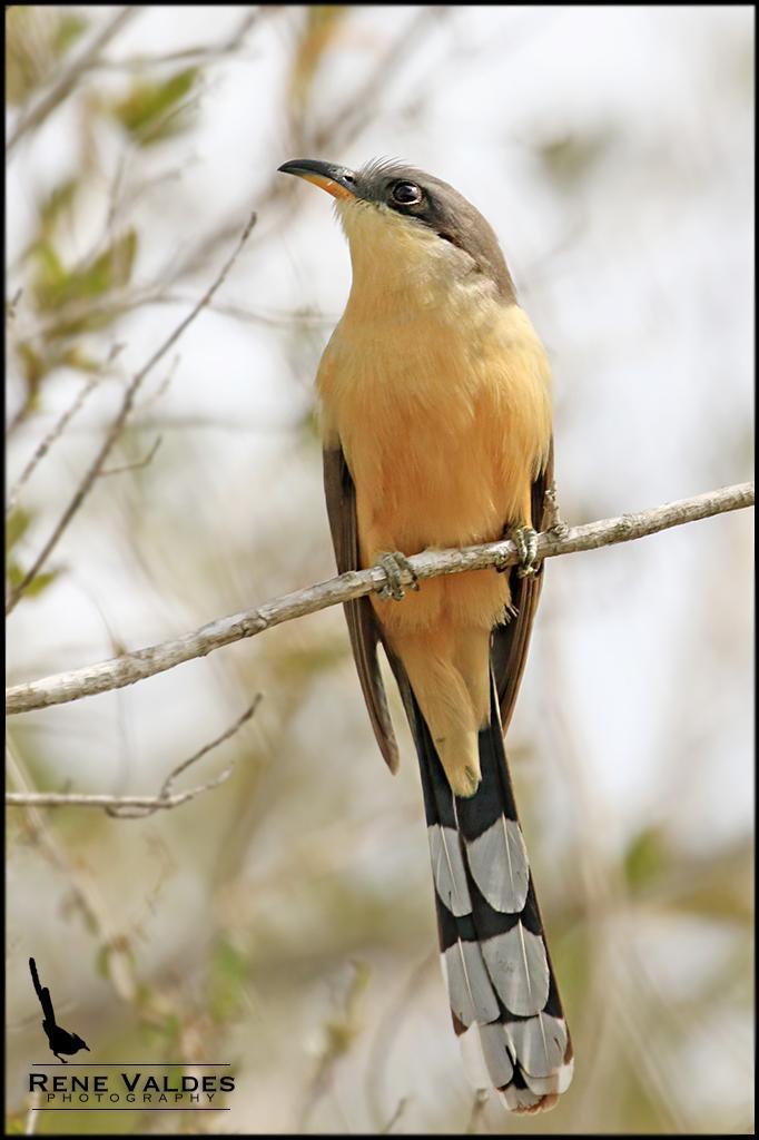 Mangrove Cuckoo Photo by Rene Valdes
