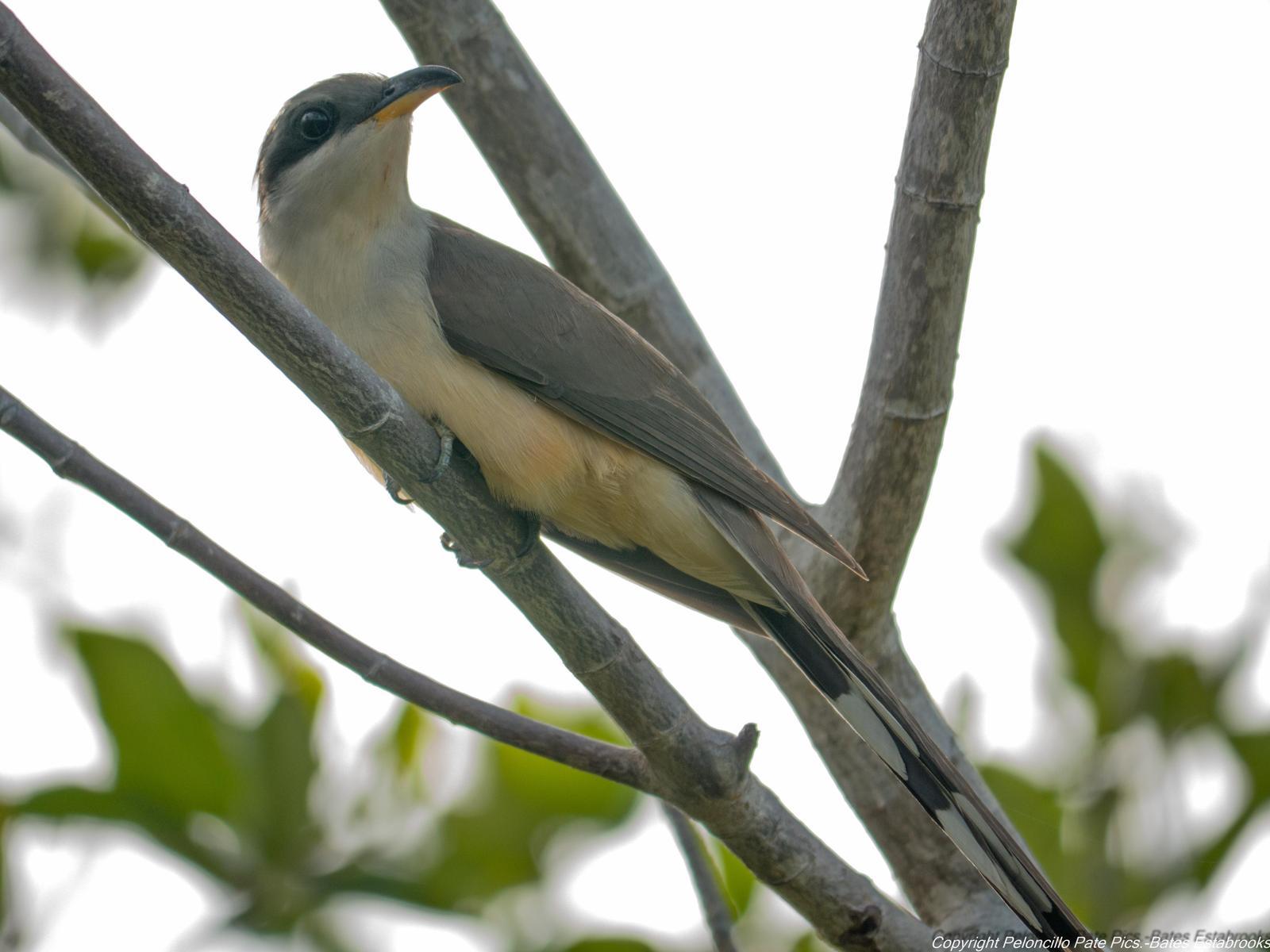 Mangrove Cuckoo Photo by Bates Estabrooks