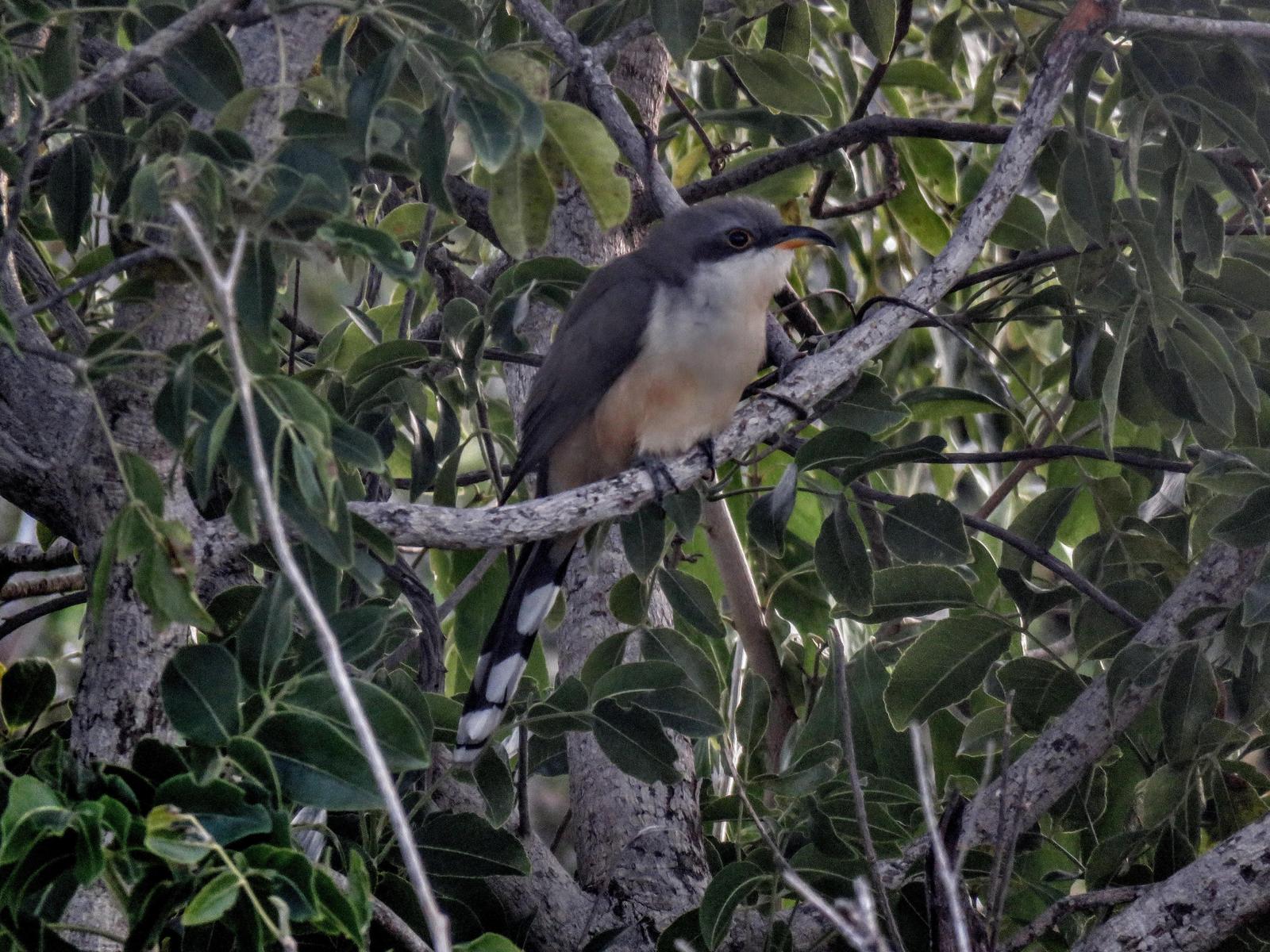 Mangrove Cuckoo Photo by Carey Parks