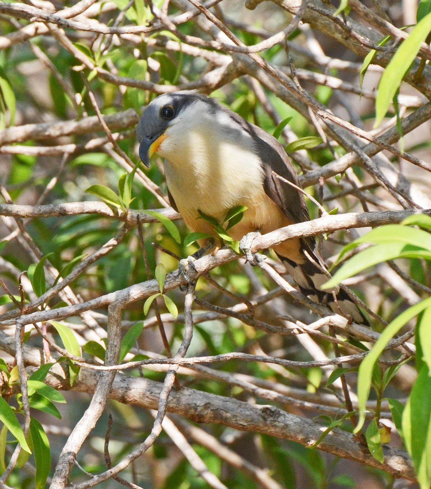 Mangrove Cuckoo Photo by Steven Mlodinow
