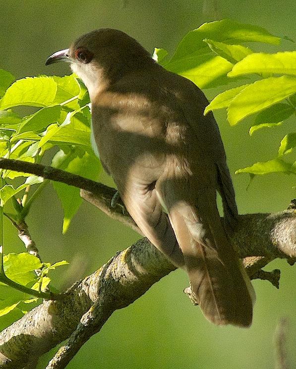 Black-billed Cuckoo Photo by Gerald Hoekstra