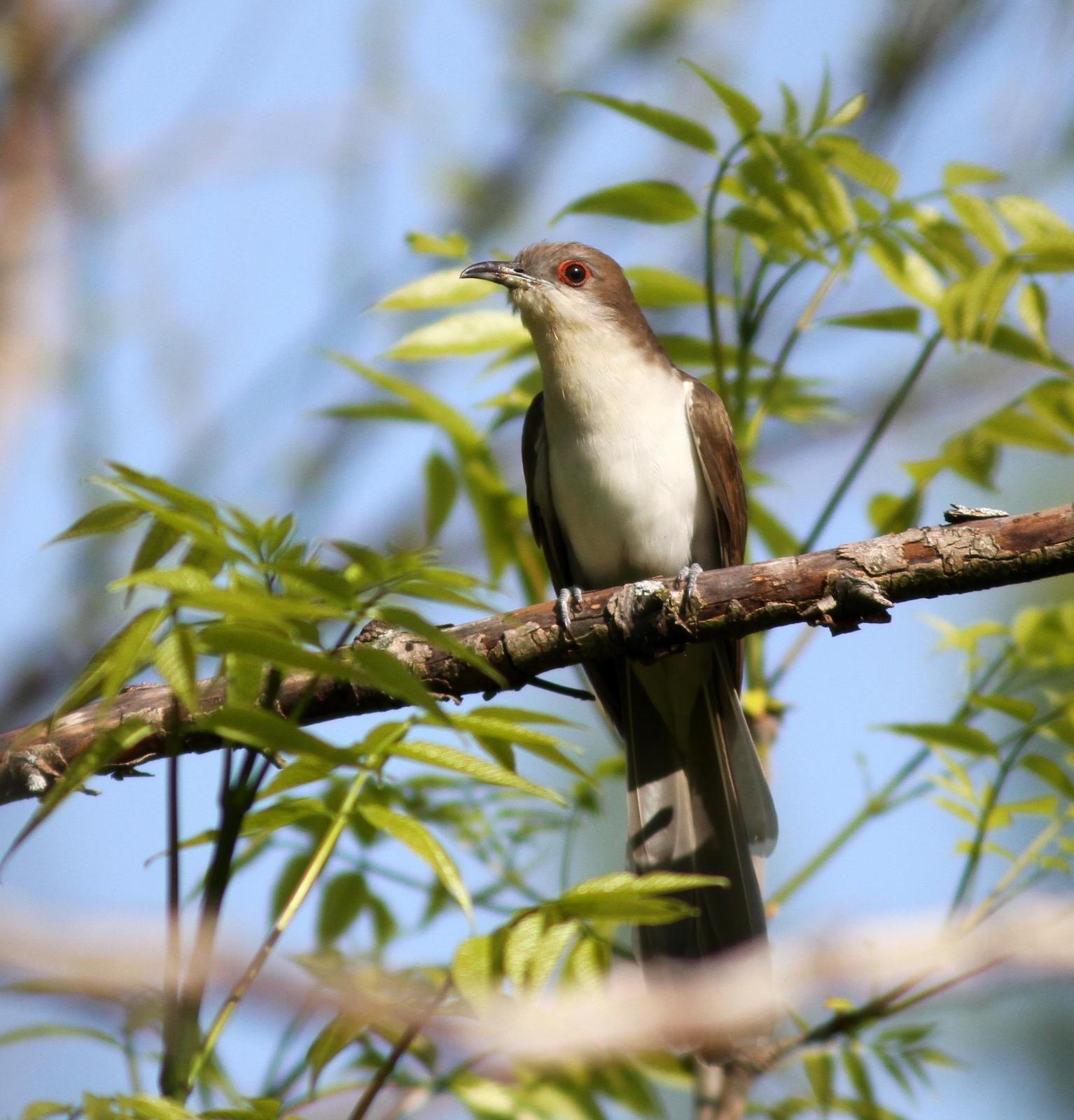 Black-billed Cuckoo Photo by Demayne Murphy