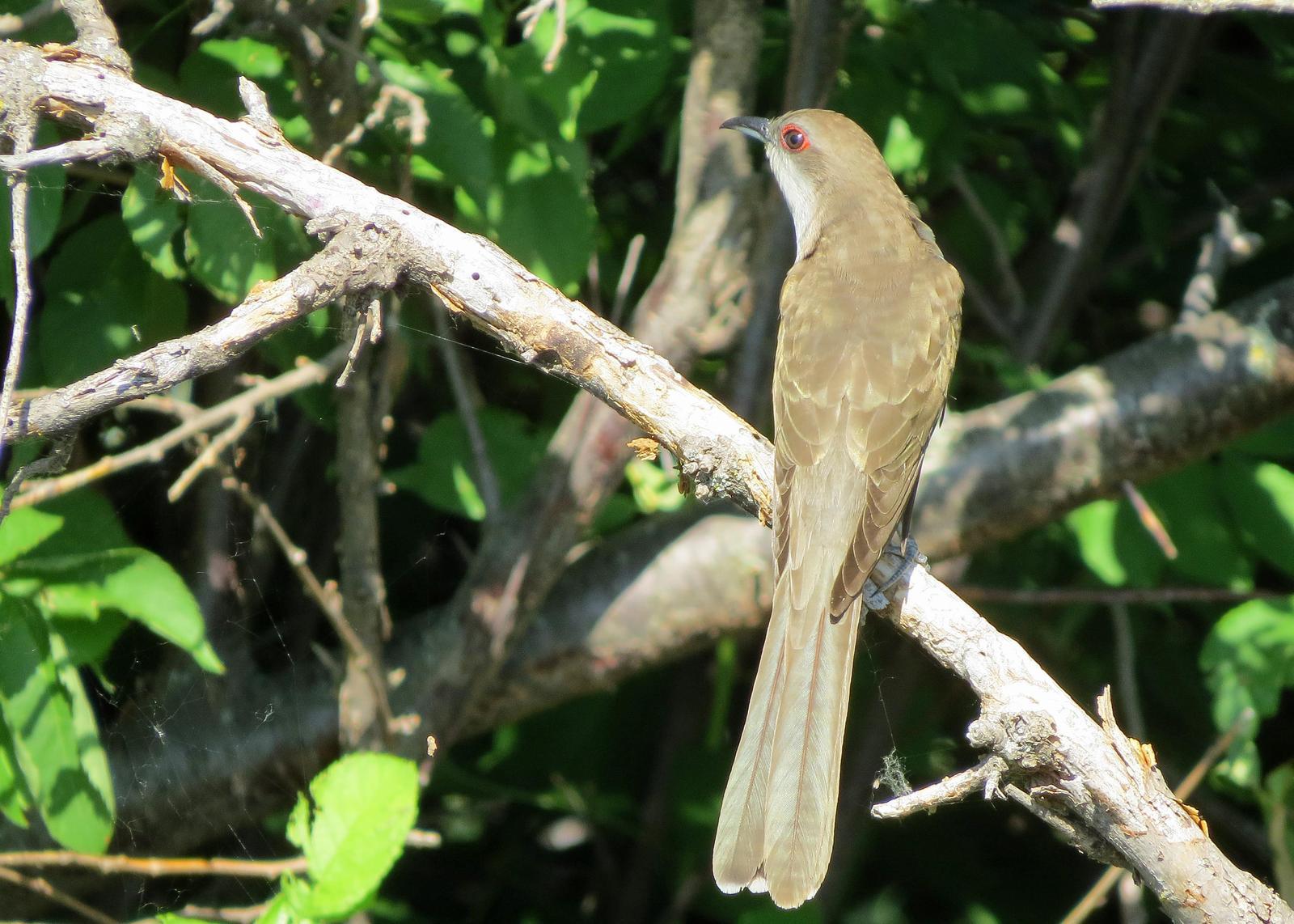 Black-billed Cuckoo Photo by Kelly Preheim